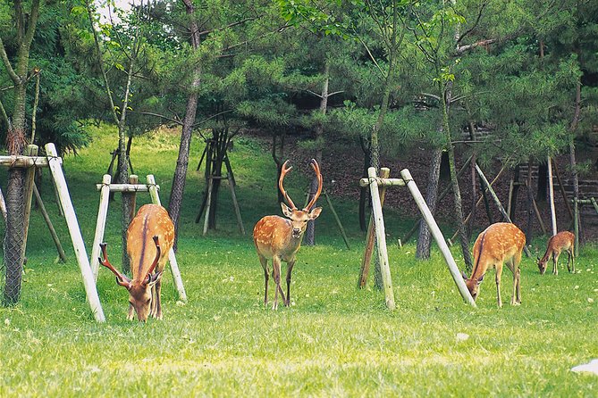 Ancient Capital Tour: Kyoto and Nara Highlights from Kyoto/Osaka - The 9-hour coach day: what feels easy, what still takes effort