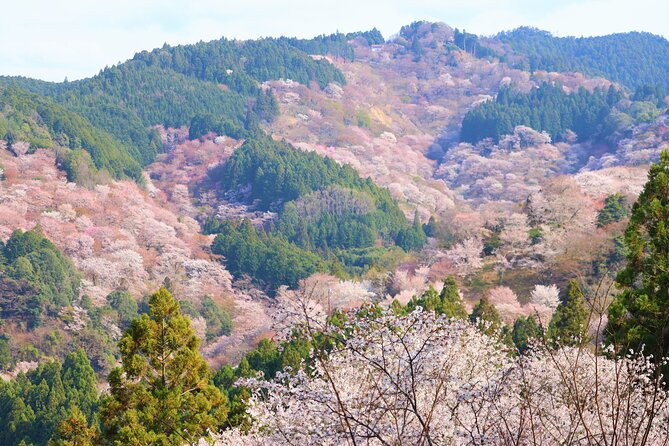 Cherry Blossom Buddha and Mt.Yoshino with Strawberry Picking Tour - Stop 3: Mt. Yoshino, Thousand Cherry Blossoms in reality