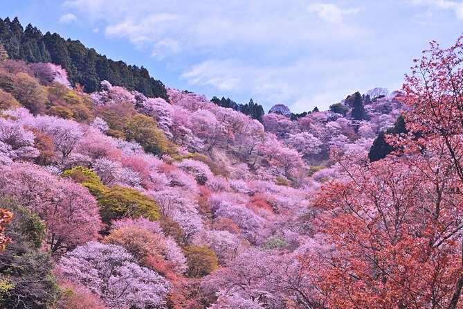 Cherry Blossom Buddha and Mt.Yoshino with Strawberry Picking Tour - Group size, guide style, and what to expect from the day