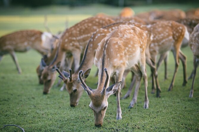Discover the Timeless Charm and Natural Beauty of Nara - Nara icons, with a pace that doesn’t feel like a sprint