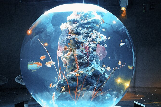 Dreamy Day Trip in Kobe - atoa Aquarium, where marine life meets light-and-sound art