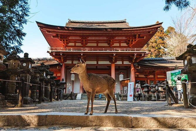 Exclusive Luxury Day Tours Serene Nara - Key highlights that make this Nara day tour worth your time