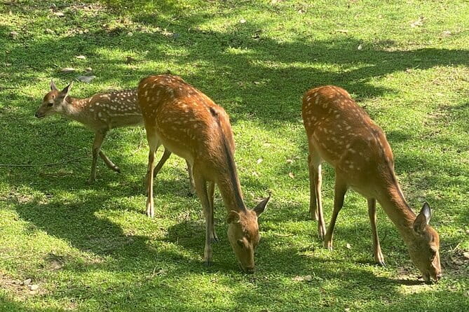 Exclusive Luxury Day Tours Serene Nara - Nara Park to Todai-ji: deer, size, and that first big awe moment