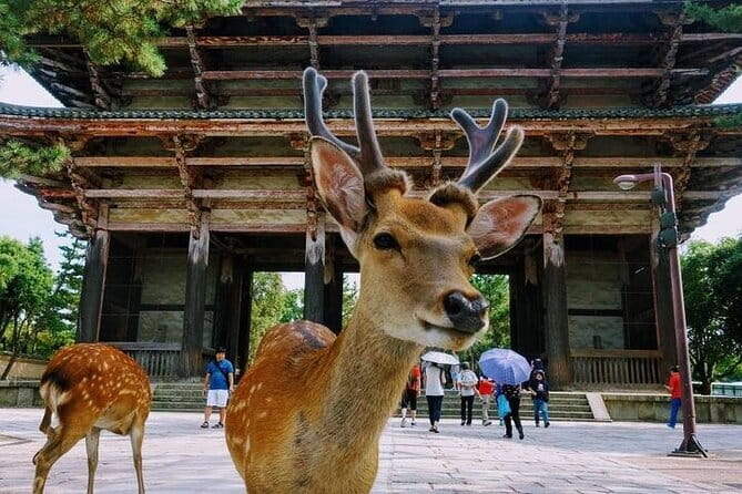 Exclusive Luxury Day Tours Serene Nara - Beyond the city icons: Yoshinogari, Tamaki Shrine, and Asuka-dera ruins