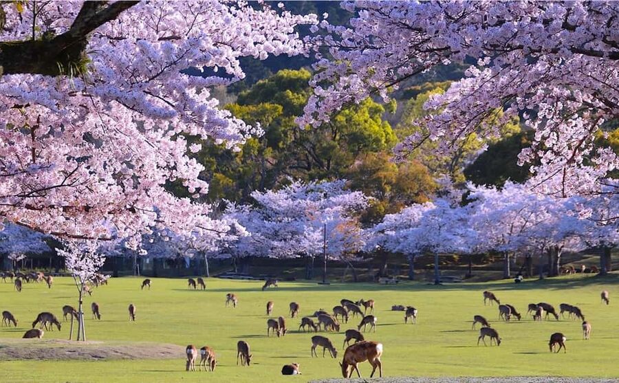 From Kyoto or Osaka: Kyoto Highlights & Nara Park Day Trip - Yasaka Shrine kimono photo moment you can opt into