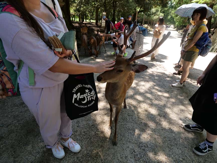 From Kyoto or Osaka: Kyoto Highlights & Nara Park Day Trip - Nara Park deer time around 3:30 p.m., plus Todaiji if you want more