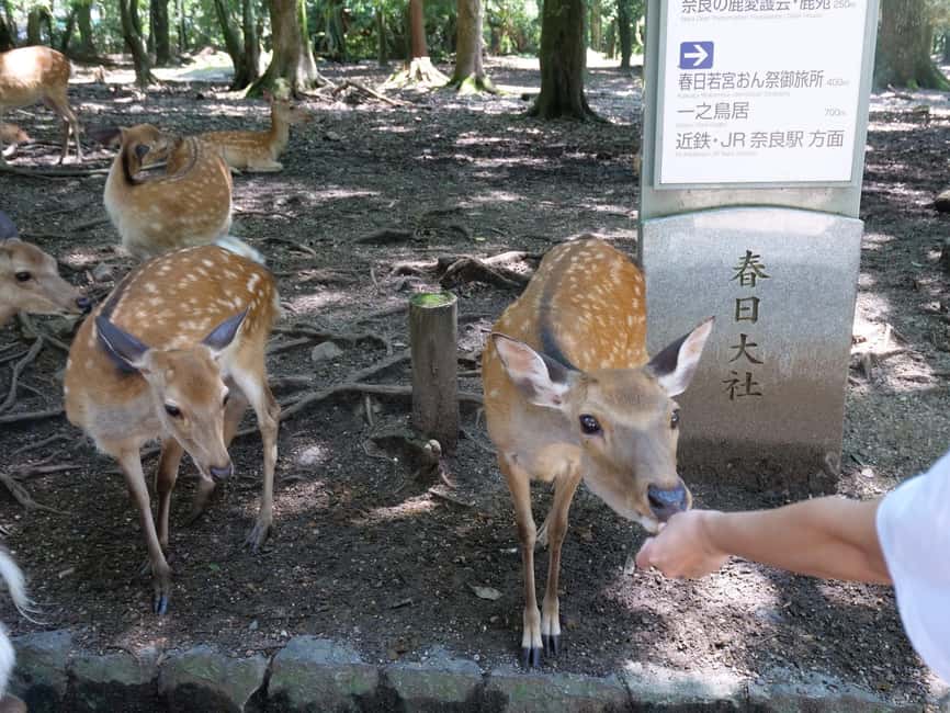 From Kyoto or Osaka: Kyoto Highlights & Nara Park Day Trip - Price and value: what $69 covers, and what you still need to budget