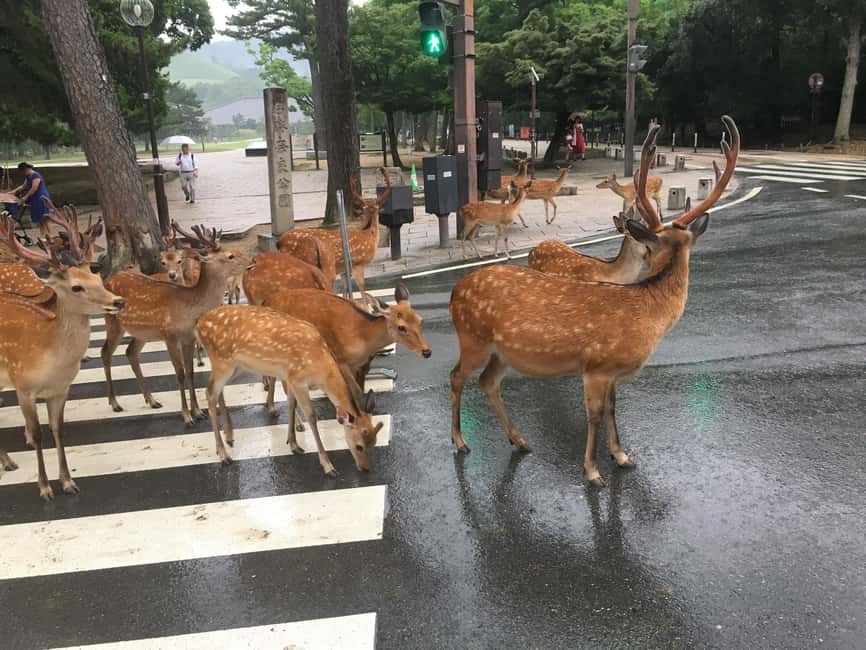 From Kyoto or Osaka: Kyoto Highlights & Nara Park Day Trip - Kiyomizu Temple, Ni-nen-zaka, Ishibe-koji, and Gion’s Hanami-koji