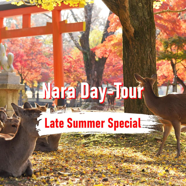 From Osaka: 10-hour Private Customized Tour to Nara - Key things I’d pay attention to before you go