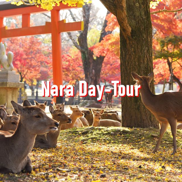 From Osaka: 10-hour Private Customized Tour to Nara - Nara Town Historic District: old streets, Kasuga Taisha, and Horyu-ji