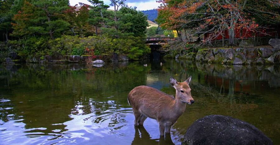 From Osaka: 10-hour Private Day Tour to Kyoto and Nara - Key highlights to pay attention to