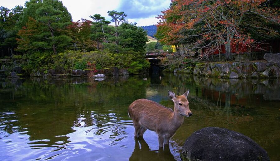 From Osaka: 10-hour Private Day Tour to Kyoto and Nara - A private Osaka-to-Kyoto-and-Nara day that actually feels manageable
