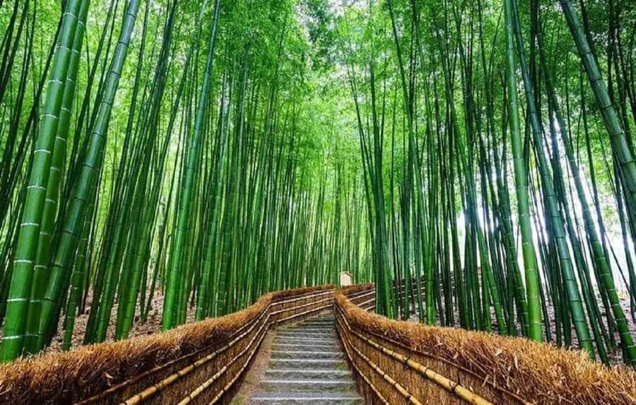 From Osaka: Kyoto, Nara, Fushimi Inari & Arashiyama Day Tour - Optional Sagano Romantic Train: A River Gorge Add-On