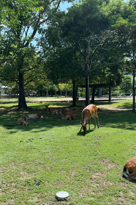 From Osaka/Kyoto: Nara One Day Private Tour - Key things to know before you go