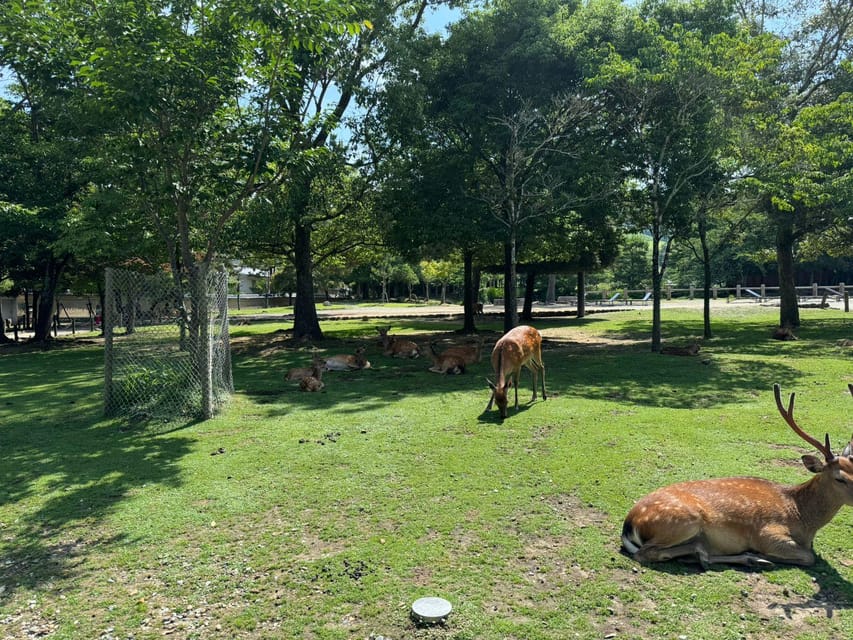 From Osaka/Kyoto: Nara One Day Private Tour - Price and logistics: does $774 per group make sense?