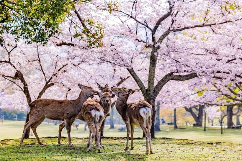 From Osaka: Nara Deer & Kyoto Kiyomizudera Sightseeing Tour - Key highlights that make this day trip work