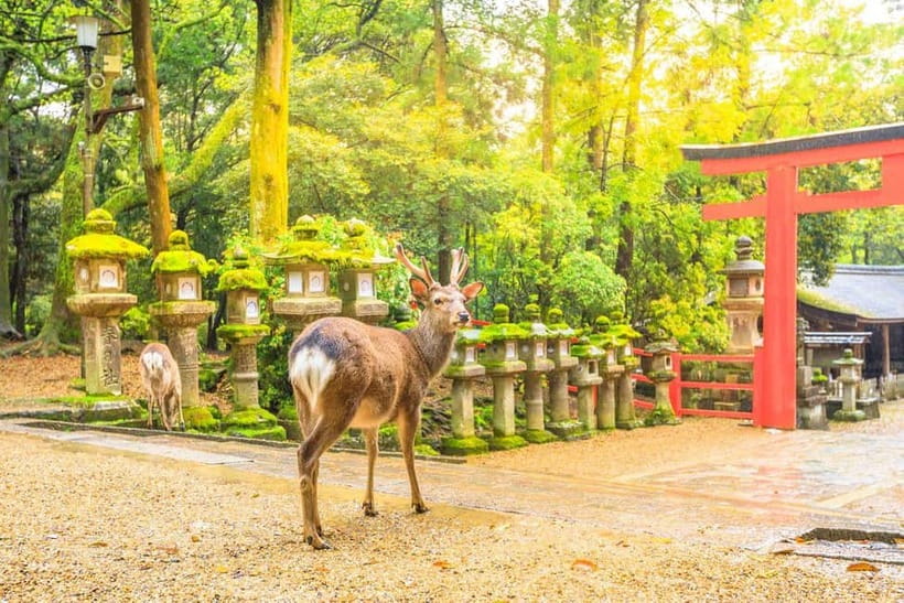 From Osaka: Nara Deer & Kyoto Kiyomizudera Sightseeing Tour - Kiyomizudera: UNESCO spotlight with enough time to actually see it