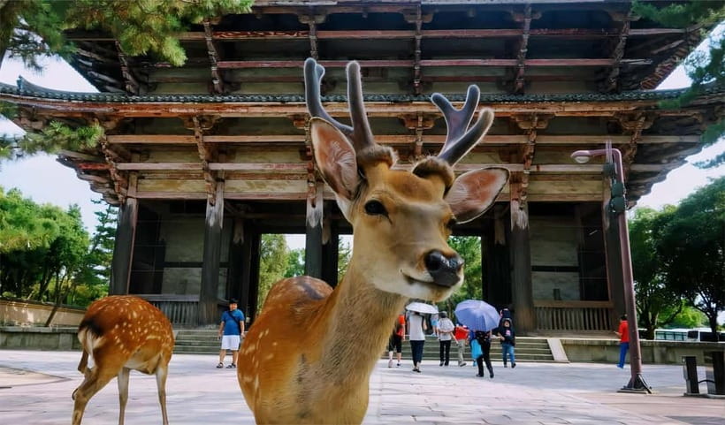 From Osaka: Nara Deer & Kyoto Kiyomizudera Sightseeing Tour - Kyoto streets after the temple: Sannenzaka, Ninenzaka, Hanamikoji, and Gion