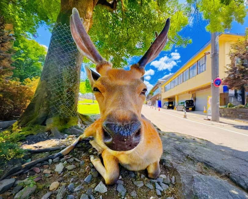 From Osaka: Nara Deer & Kyoto Kiyomizudera Sightseeing Tour - Getting from Osaka: comfortable ride, tight timing, and WhatsApp meet-up