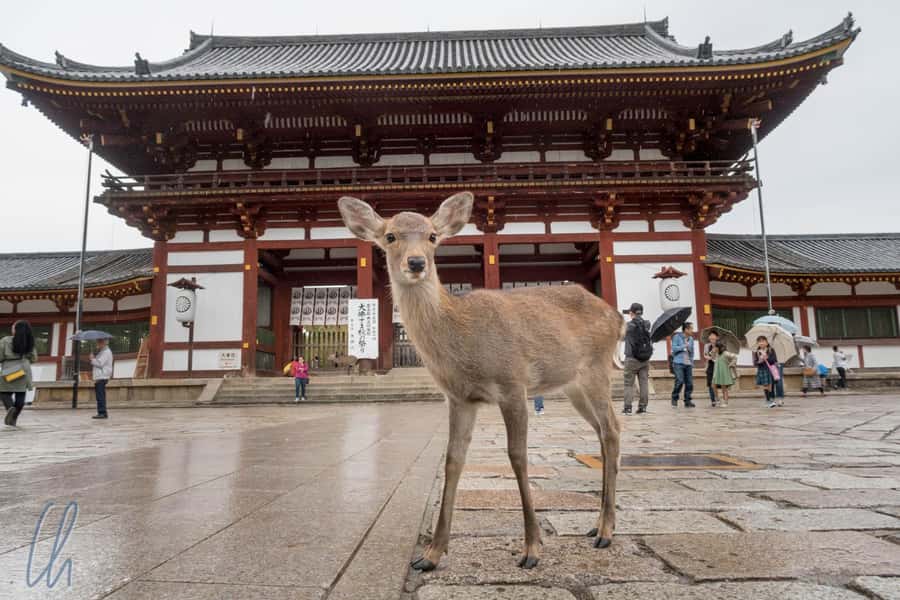 From Osaka: Nara, Kiyomizu-dera & Fushimi Inari Trip - Quick Takeaways Before You Go