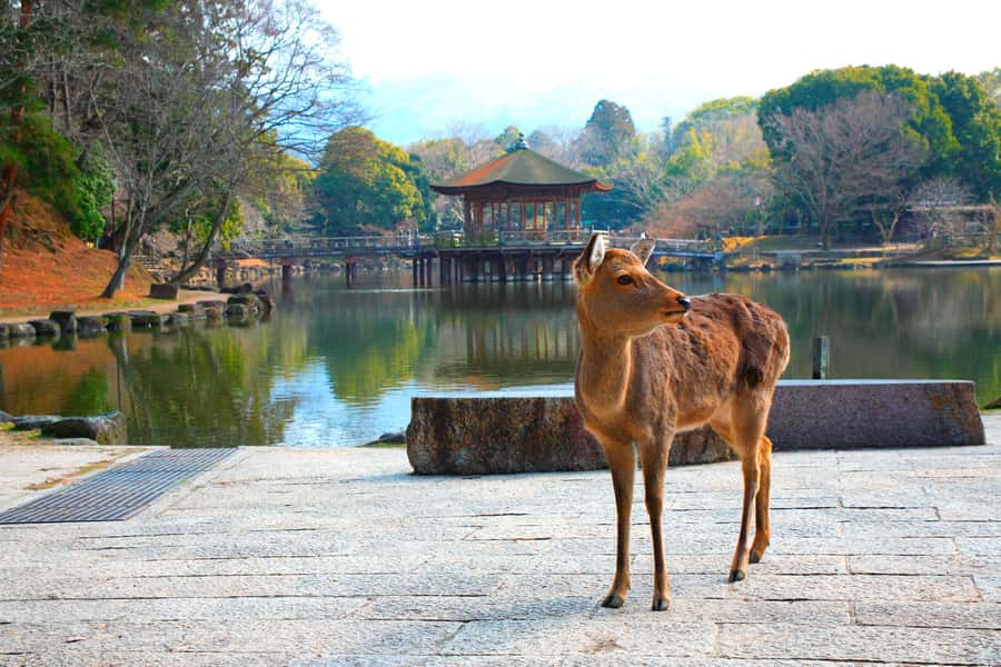 From Osaka: Nara, Kiyomizu-dera & Fushimi Inari Trip - Meeting at Osaka Mode Gakuen, Then Off to the Long Haul