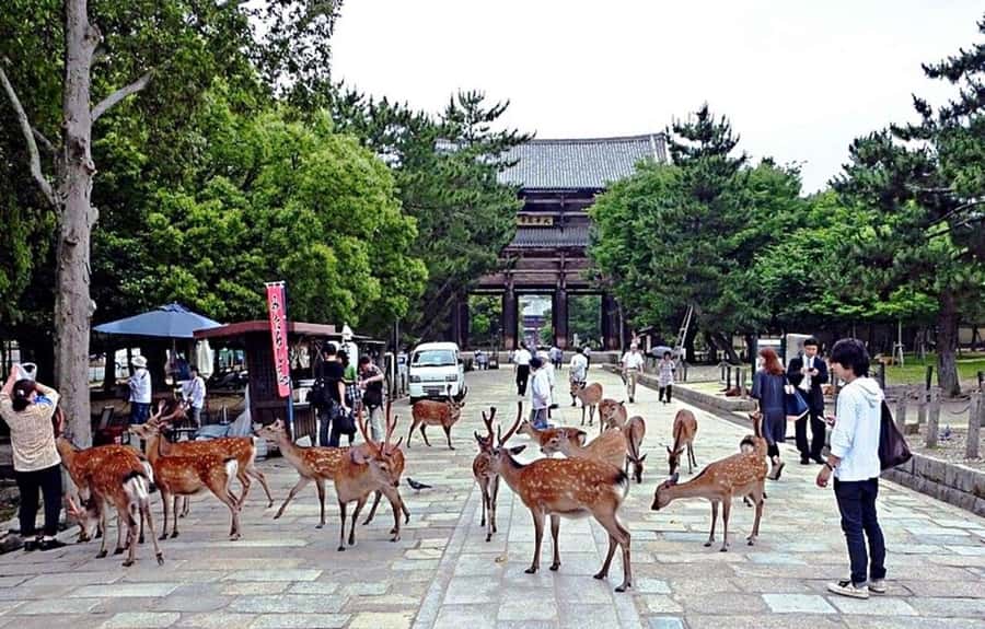 From Osaka: Nara, Kiyomizu-dera & Fushimi Inari Trip - Kyoto Kiyomizu-dera: UNESCO Views and Otowa Waterfall