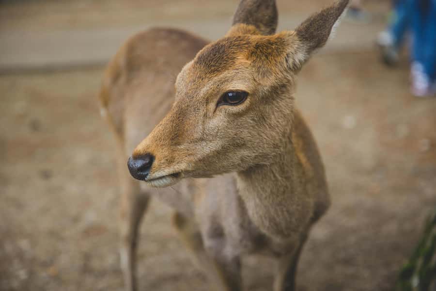 From Osaka: Nara, Kiyomizu-dera & Fushimi Inari Trip - Who This Day Trip Fits Best