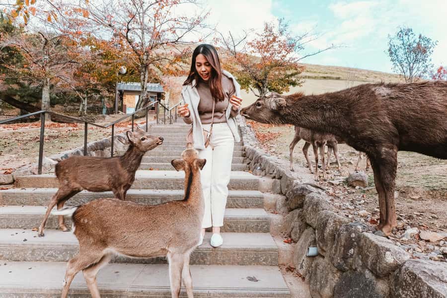 From Osaka: Nara, Kiyomizu-dera & Fushimi Inari Trip - Nara Park Deer Time: Fun, Cute, and a Little Chaotic (In a Good Way)