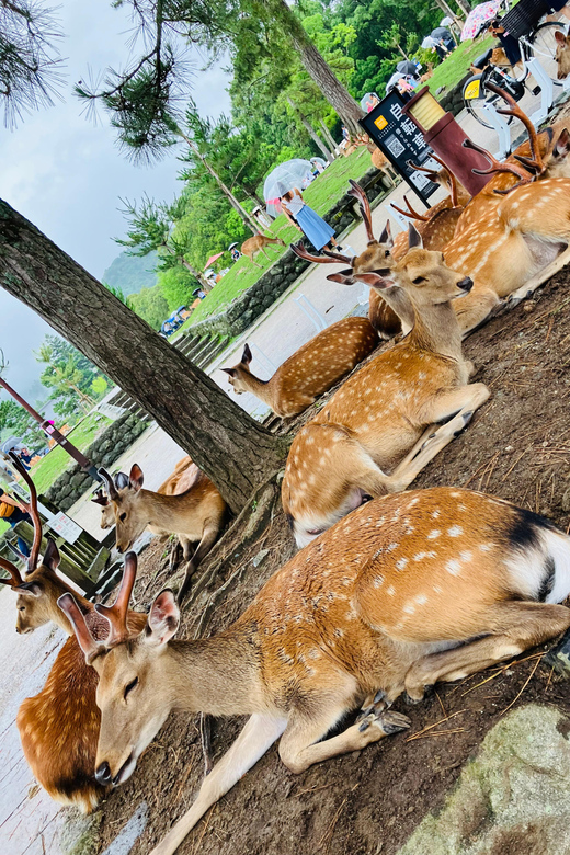 From Osaka: Nara Private Tour with Meet-Up at Your Hotel - Key highlights worth marking on your map