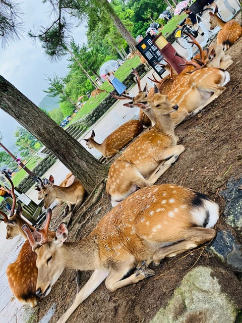 From Osaka: Nara Private Tour with Meet-Up at Your Hotel - Nara Park and deer feeding: fun, but manage the situation