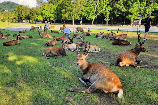 Full Day Guided Tour to Nara from Osaka by Van - Returning to Osaka: plan for a full day, not a quick taste of Nara