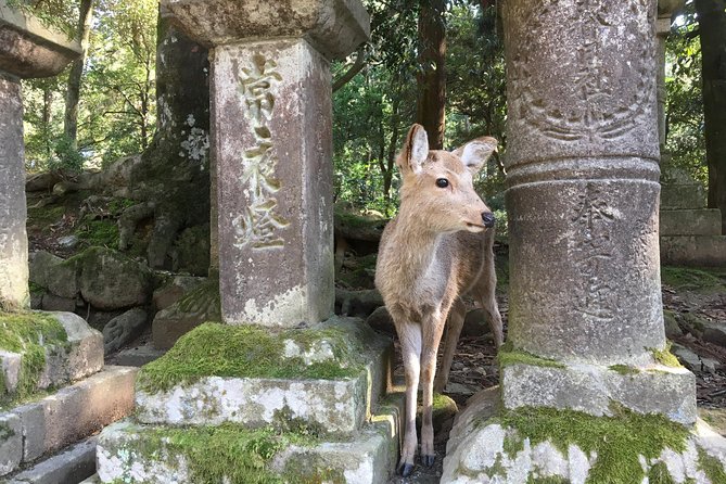 Full-Day Private Guided Tour to Nara Temples - Price and What You Really Get for $268.39