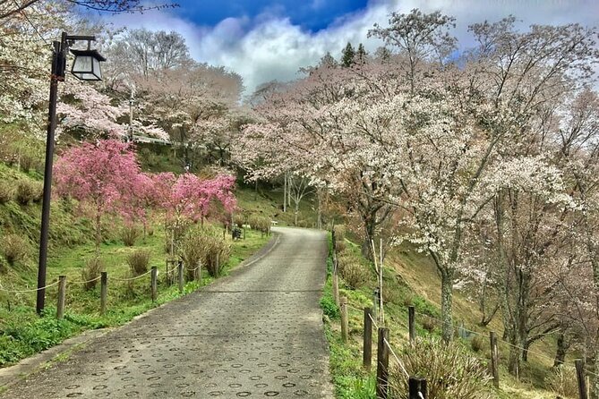 Full-Day Private Guided Tour to Yoshino, Japanese Mountain - Price, transport, and where your money actually goes