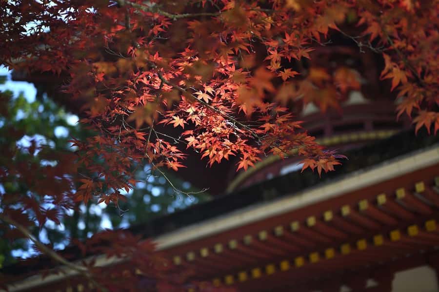 Koyasan: A Mysterious Meditation Journey - Price and Value: What $539 Covers, and What to Budget Separately