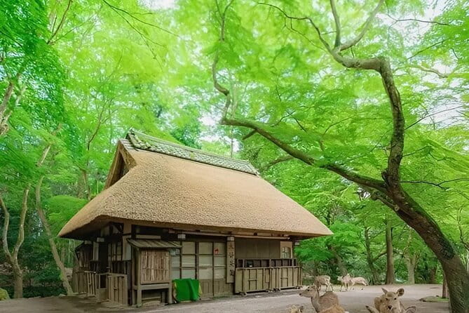 Kyoto and Nara Day Tour from Osaka - Price and value: what $113.75 covers and what you should budget for