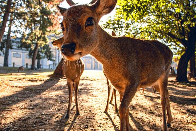Kyoto and Nara Day Tour From Osaka with Deer Sightings - Downtown Osaka and Shinsaibashi-suji: a normal-person break