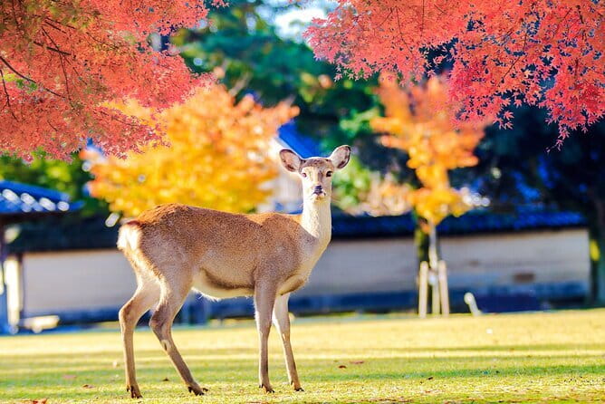 Kyoto and Nara UNESCO Highlights Full-day Tour From Osaka - Fushimi Inari’s torii gates at full stride