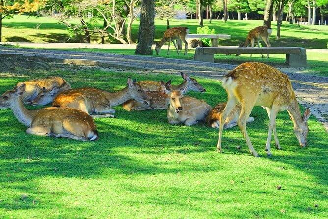 Kyoto and Nara UNESCO Highlights Full-day Tour From Osaka - Kiyomizu-dera and the hillside temple experience