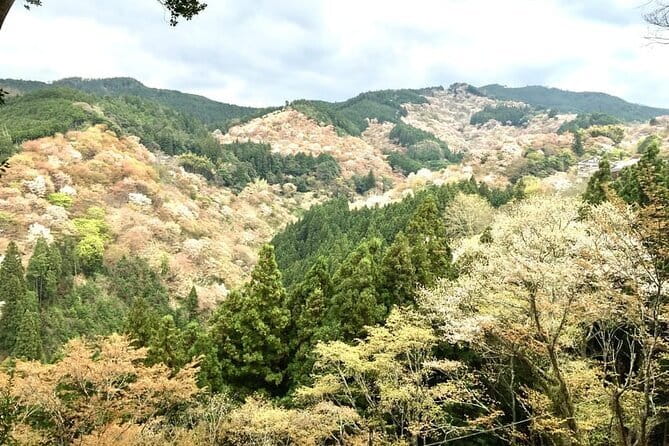 Kyoto One Day Sightseeing Tour from Osaka or Kyoto - Senbon Torii at Fushimi Inari: a free walk through thousands of gates