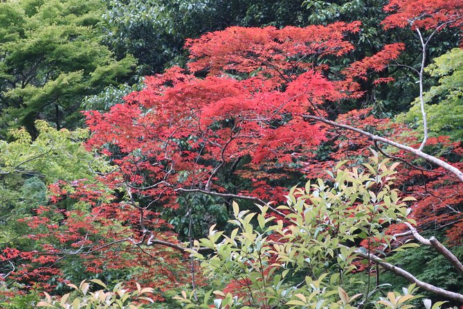 Minoh Waterfall and nature walk through the Minoh Park - Why Minoh Falls Is an Easy Escape From Osaka