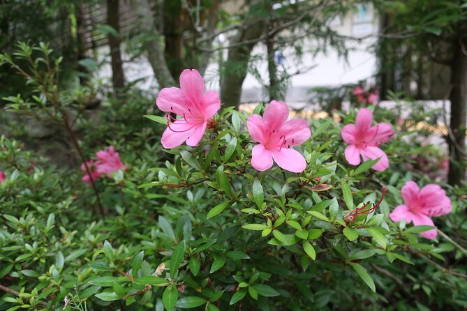 Minoh Waterfall and nature walk through the Minoh Park - Minoo Park on Safe Paved Roads