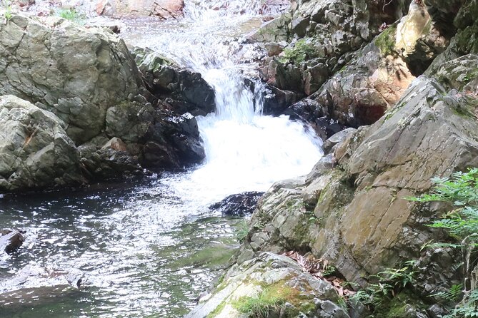Minoh Waterfall and nature walk through the Minoh Park - Lunch Included, and That Is a Hidden Win