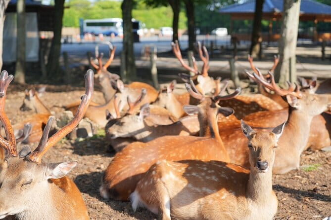 Nara Early Morning Tour (Osaka Departure Option) - Key highlights worth waking up for