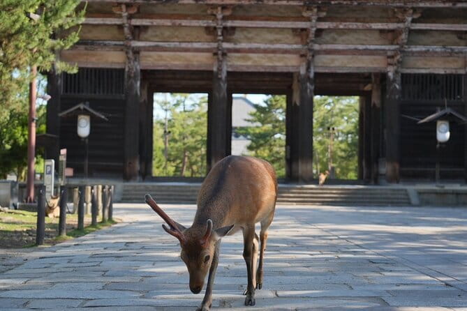 Nara Early Morning Tour (Osaka Departure Option) - Early morning in Nara: why timing is the real luxury