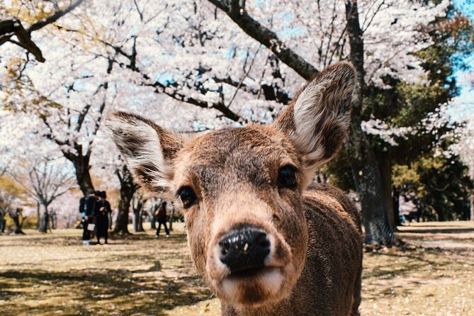 Nara : Private Day Walking Tour (From Osaka/Kyoto Possible) - Key Highlights You Should Know Before You Go