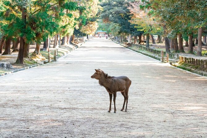 Nara : Private Day Walking Tour (From Osaka/Kyoto Possible) - Why Nara Works as a 6-Hour Walking Day from Osaka or Kyoto