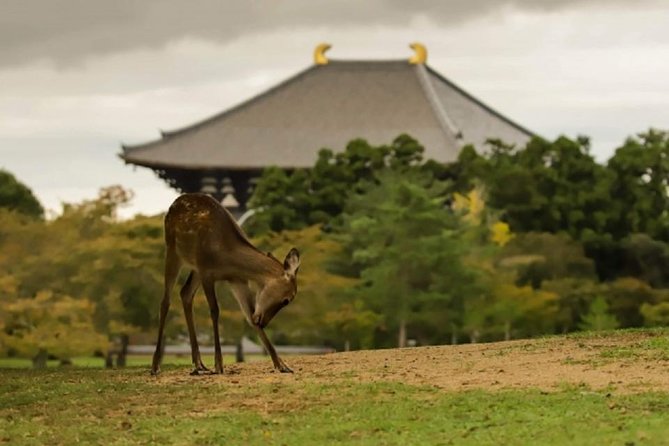 Nara Private Tour by Public Transportation from Osaka - Why this Osaka to Nara plan is so practical on the rails