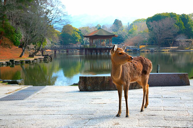 Nara Private Tour with Pick and Drop and English Speaking Driver - Why This Private Nara Day Works Better Than Solo Trains