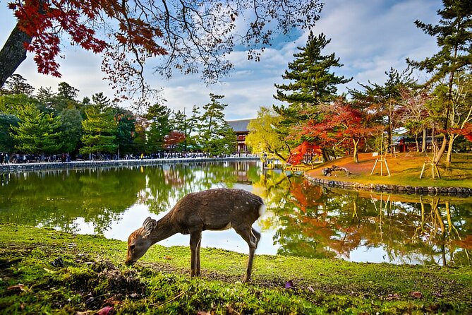 Nara Private Tour with Pick and Drop and English Speaking Driver - Who This Tour Is Best For