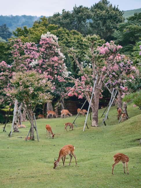 Osaka and Nara Customized Private tour with English Driver - Key Highlights That Make This Day Work